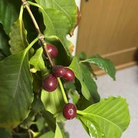 コーヒーの木の画像