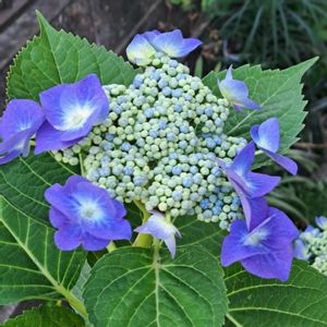 アガスターシェ,ｶﾞｸｱｼﾞｻｲ,ガク紫陽花,ﾋﾞｵﾗ,立葵の蕾の画像