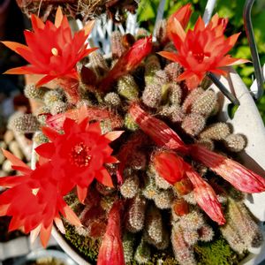 多肉植物,花芽,小さな花壇,love&peace,おうち園芸の画像
