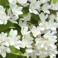 ウツギ,ヒメウツギ,ノリウツギ,かわいいな♡,花のある暮らしの画像