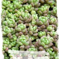 白花タイトゴメ,パープルヘイズ,ダシフィルム,多肉植物いろいろ,玉蛋白の画像