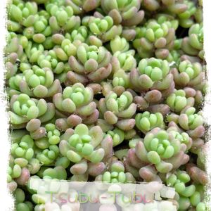 白花タイトゴメ,パープルヘイズ,ダシフィルム,多肉植物いろいろ,玉蛋白の画像