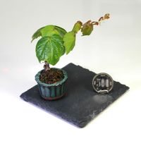 ツタ(蔦),盆栽,小品盆栽,ミニ盆栽,豆盆栽の画像