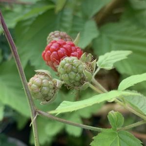 無農薬,無肥料,無肥料無農薬,元肥なし,追肥なしの画像
