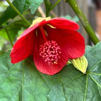 アブチロン,アブチロン,癒し,花のある暮らし,iPhone撮影の画像