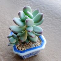 桃美人,多肉植物,北海道タニラー,ベランダの画像