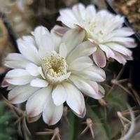 レウィシア,翠晃冠,満開,サボテンの花,ダイソー300円の画像