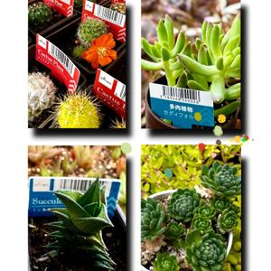 セディフォルメ,名前を教えて,名前を教えて,多肉植物,ダイソーの画像