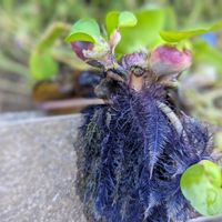 ウインターコスモス,ホテイアオイ,ノビル,ウサギアオイ,スイート  アリッサムの画像