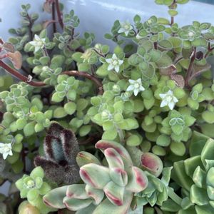 小人の帽子,美空の鉾,多肉植物,多肉のある暮らし,多肉花芽の画像