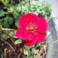 アメリカフウロ,キュウリグサ,カナダアネモネ,赤花いちご ローズベリーレッド,癒しの画像