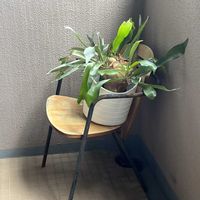 コウモリラン,コウモリラン・ビカクシダ,玄関ポーチの画像