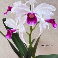 アジサイ,セッコク,セッコク,ヤマボウシ,カトレア パープラータの画像