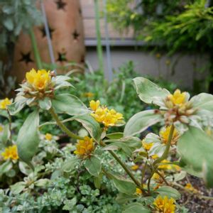 リシマキア・リッシー,グランドカバー,花のある暮らし,花のある生活,GS映えの画像