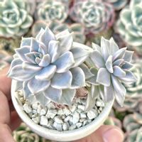 血月錦,カリナ錦,成長記録 カリナ錦,エケベリア ピンクザラゴーサ錦,斑入り多肉の画像