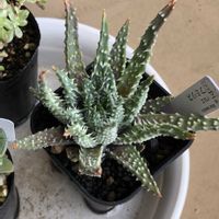 アロエ,アロエ フミリス,多肉植物,アロエ属,ベランダの画像