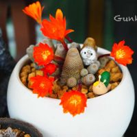 サボテンの花,いつもありがとう♡,全国オヤジ連合会,全国オヤジ連合会 会長,フクロウ祭の画像
