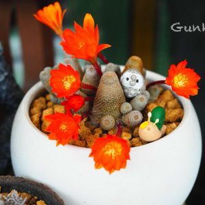 サボテンの花,いつもありがとう♡,全国オヤジ連合会,全国オヤジ連合会 会長,フクロウ祭の画像