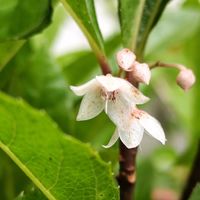 ヤブコウジ,ヤブコウジ,鉢植えの画像