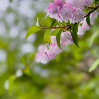 ウツギ,キンモクセイ,ジギタリス,花のある暮らし,GSに感謝。の画像