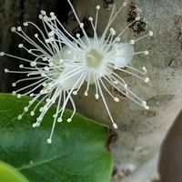ジャボチカバ,ジャボチカバ,鉢植えの画像
