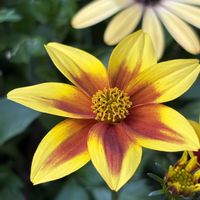 ビデンス,寄せ植え,プランター,可愛いな,小さな庭の画像