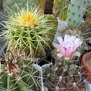 サボテン,カクタス,観葉植物の画像
