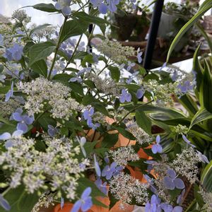 山紫陽花,鉢植え,母の日プレゼント,リビング・ダイニングの画像