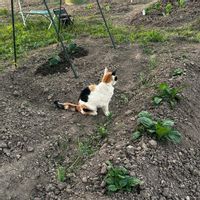 キュウリ,ジャガイモ,ネギ,ねこ,家庭菜園の画像