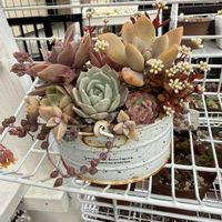 寄せ植え,多肉植物,リメ缶,ガーデニング,植物のある暮らしの画像