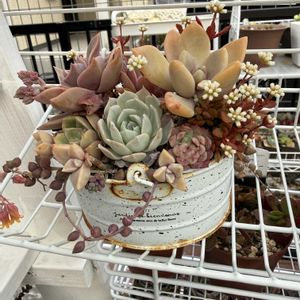 寄せ植え,多肉植物,リメ缶,ガーデニング,植物のある暮らしの画像
