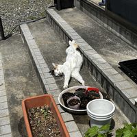 ラディッシュ,キャベツ,ねこ,家庭菜園の画像
