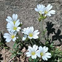 アサギリソウ,ハクサンチドリ,オオバナノミミナグサ,礼文島,利尻島の画像