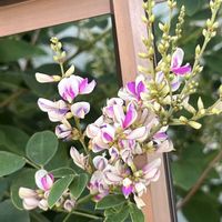 ハギ,ミヤギノハギ,爽やか,ウォーキングの楽しみの画像