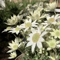フランネルフラワーの画像
