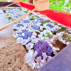 アジサイ,菖蒲,花菖蒲,ショウブ,紫陽花の花手水の画像