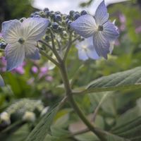 スミレ,マンネングサ,山紫陽花,勿忘草,イングリッシュラベンダーの画像