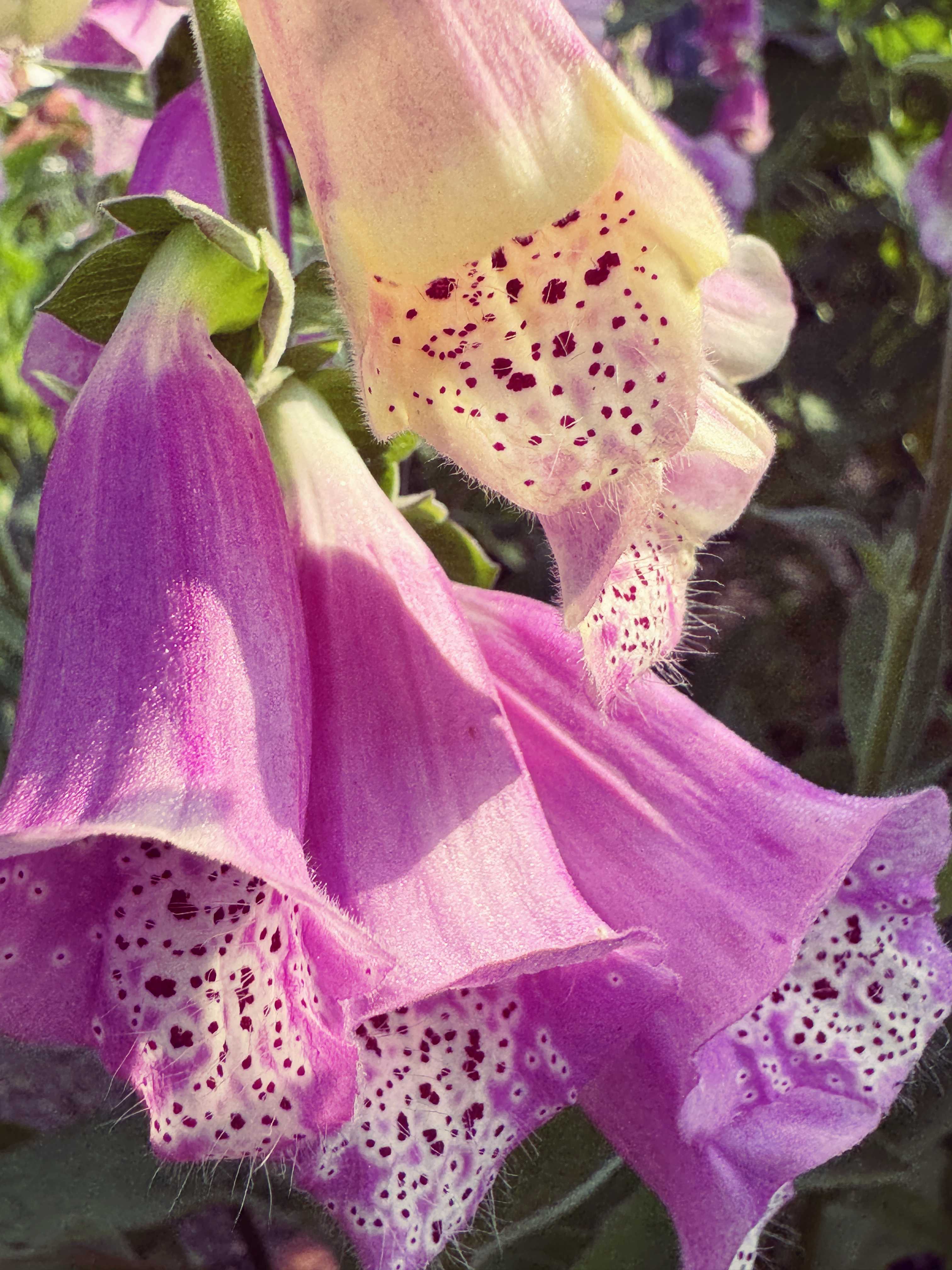 5月30日のお花はジギタリス｜🍀GreenSnap（グリーンスナップ）
