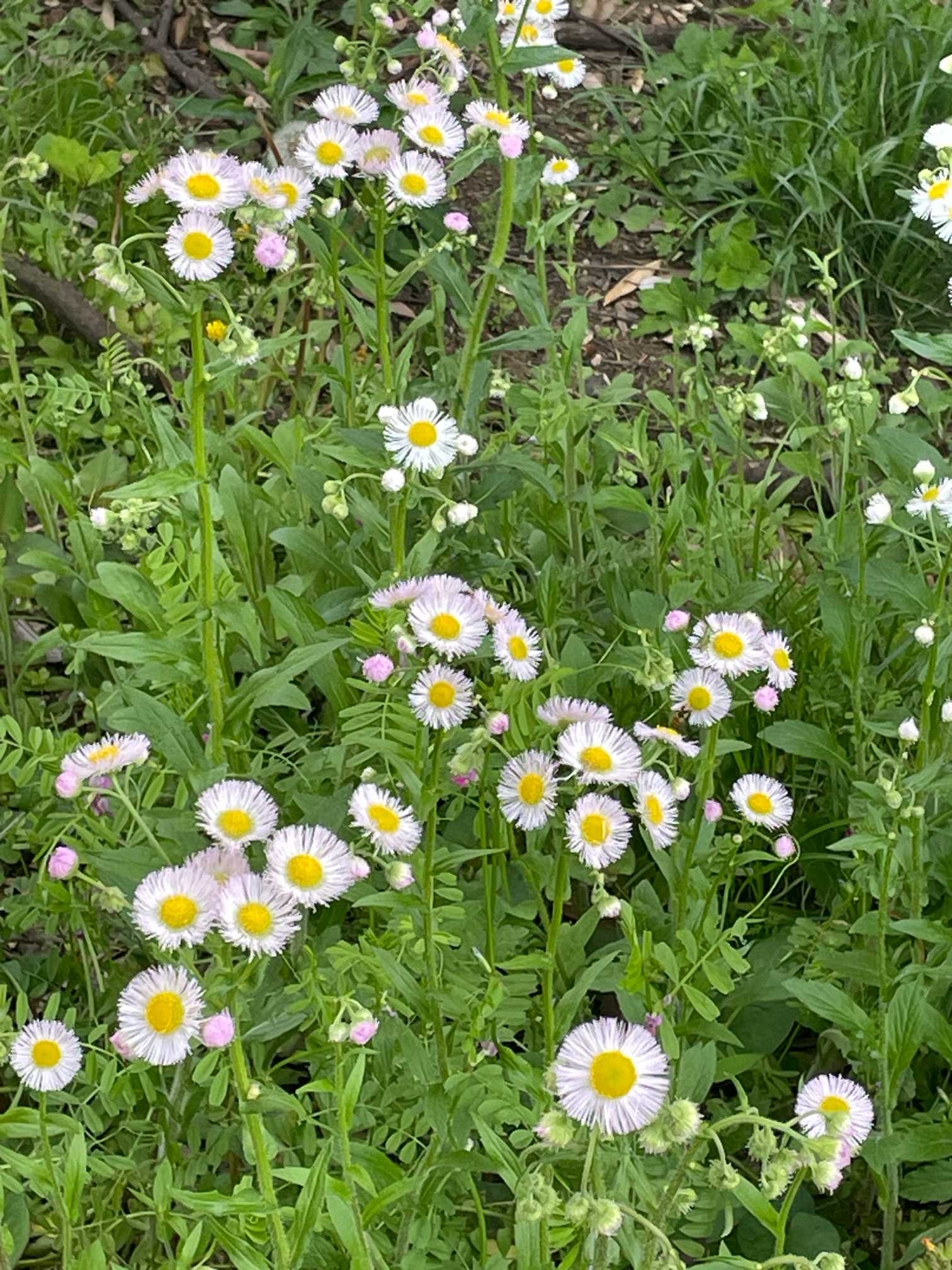 神奈川の4月のお花〜追浜・鷹取山・二子山・逗子〜｜🍀GreenSnap