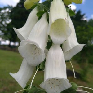 ジギタリス,ジギタリス,ジギタリス,花言葉,今日のお花の画像