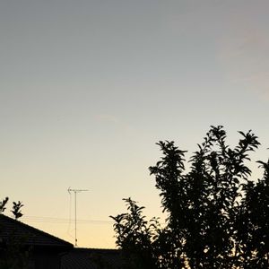 多肉植物,葉挿しの画像