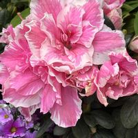 アザレア,アザレア,散歩,ピンクの花,花散歩の画像
