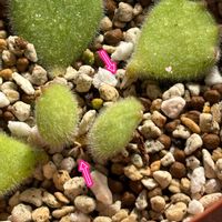 熊童子,多肉植物,発根,葉挿しっ子の画像