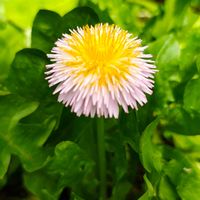 タンポポ,ガーデニング,ボタニカルライフ,山野草,お庭の植物の画像