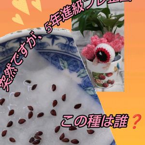 アンズ,柚子,ブースカ,プレ企画,和菓子の日の画像