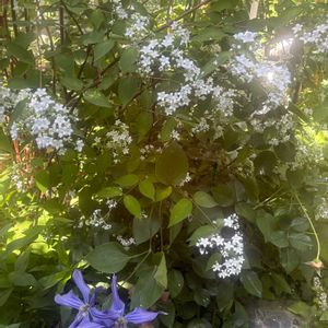 ウツギ,京都,イングリッシュガーデン,今日のお花,テラスの画像