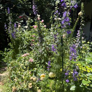 ジギタリス,京都,イングリッシュガーデン,今日のお花,テラスの画像