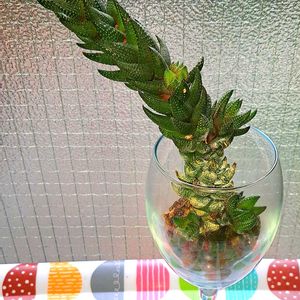 ハオルチア 九輪塔,九輪塔,ハオルチア属,苔玉仕立て,植物男子ベランダーの画像
