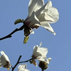 コブシ,青空,青空の下,今日も元気で,今日も笑顔で♡の画像