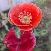 ヒナゲシの画像